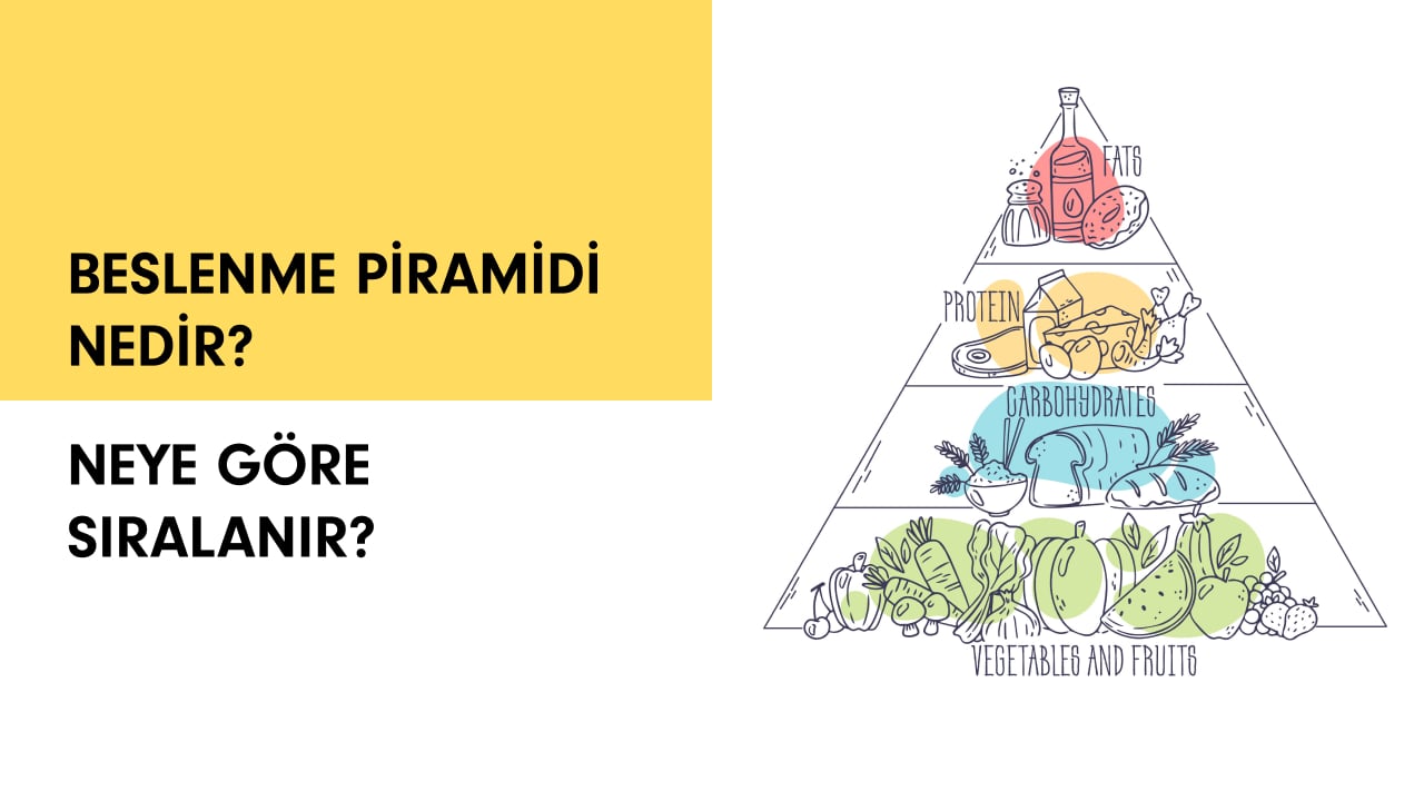 Besin piramidi nedir? Neye göre sıralanır?
